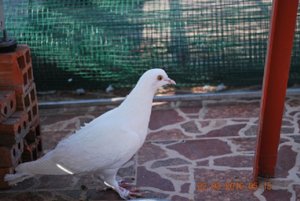 DSC_2593.JPG