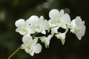 Lantrang.jpg
