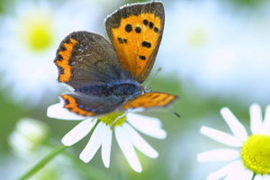 butterfly.jpg