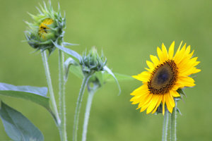 sun flower1.jpg