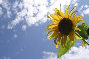 sun flower.jpg