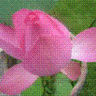 Vô Ảnh