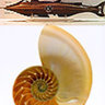 nautilus