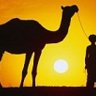 camel