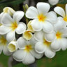 vinguyen