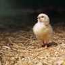 Tt-Chicken