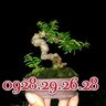 thuy ar3a