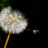 taraxacum